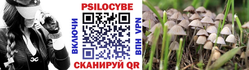 наркота  Воткинск  Галлюциногенные грибы Psilocybe 